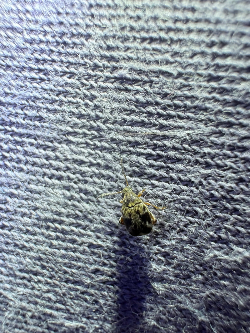 Un tonchio del fagiolo è seduto su una superficie tessile blu. L'insetto è chiaramente visibile.