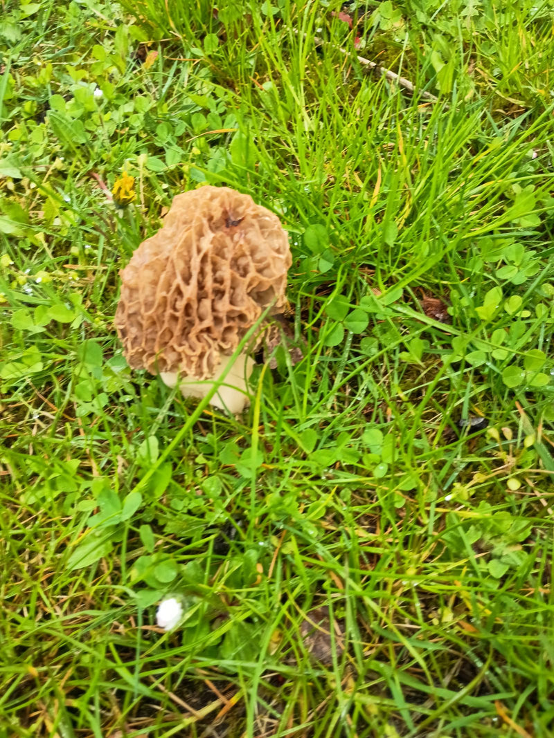Morel — Bild 1