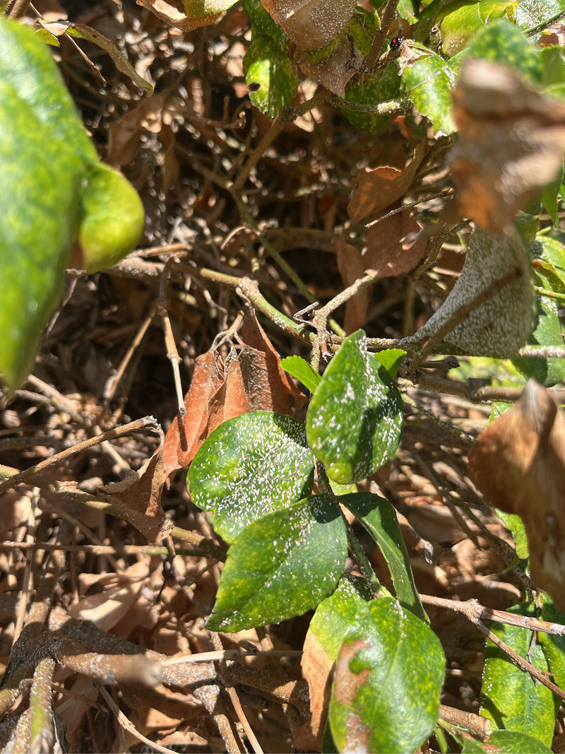 Insetto cocciniglia — Bild 1