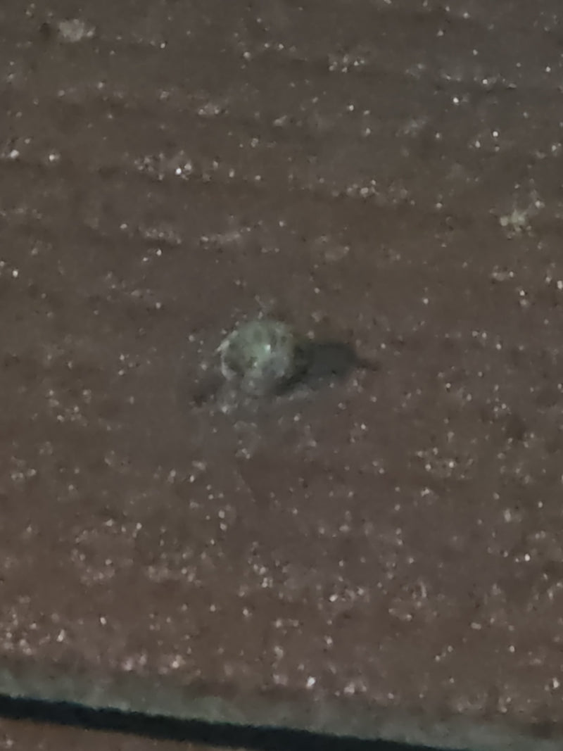 Ragni (ordine Araneae) — Bild 2
