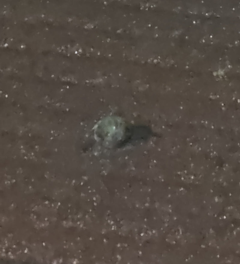 Ragni (ordine Araneae) — Bild 1