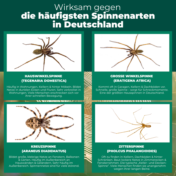Spinnenfalle wirksam gegen Hauswinkelspinne, Große Winkelspinne, Kreuzspinne und Zitterspinne in Wohnräumen