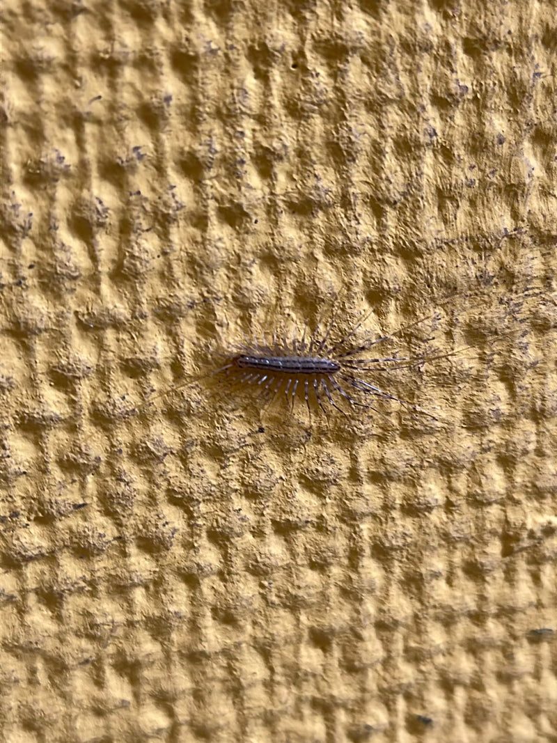 Un centopiedi domestico si trova su una parete gialla strutturata, mostrando le sue lunghe zampe.