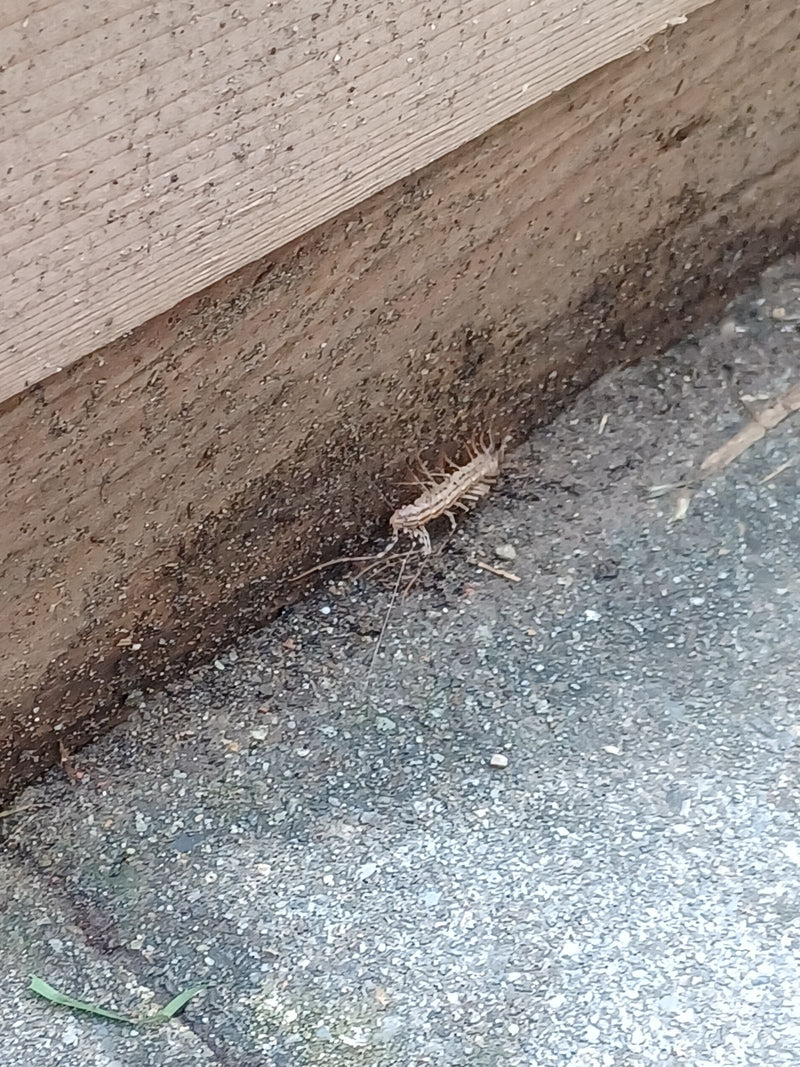 Un centopiedi domestico cammina sul terreno lungo una parete di legno. L'animale è chiaramente riconoscibile con le sue molte lunghe zampe.