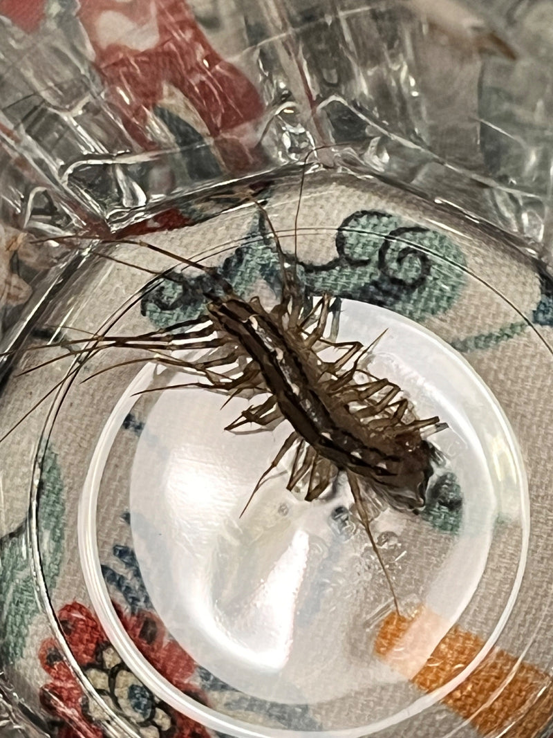 Si vede un centopiedi domestico con le sue tipiche zampe lunghe all'interno di un contenitore di vetro. L'animale è chiaramente riconoscibile dall'alto.