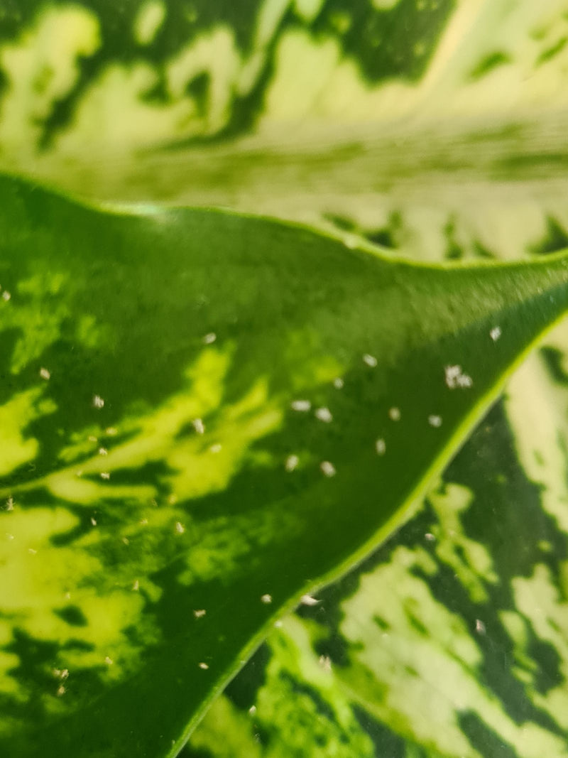 Diversi piccoli acari dei ragni sono visibili sulla superficie di una foglia variegata. Riposano sul substrato vegetale verde.