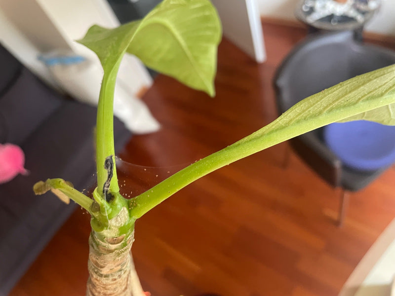 Sulla pianta verde sono visibili fini ragnatele di acari e numerosi piccoli acari.