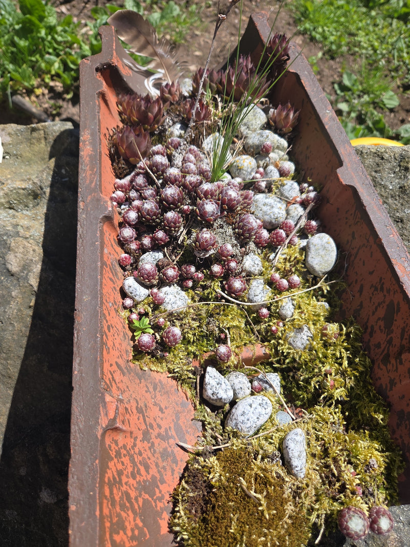 Si vede una collezione di semprevivo ragnateloso in una vecchia grondaia riempita di muschio e pietre. Le piccole succulente mostrano i loro tipici fili.
