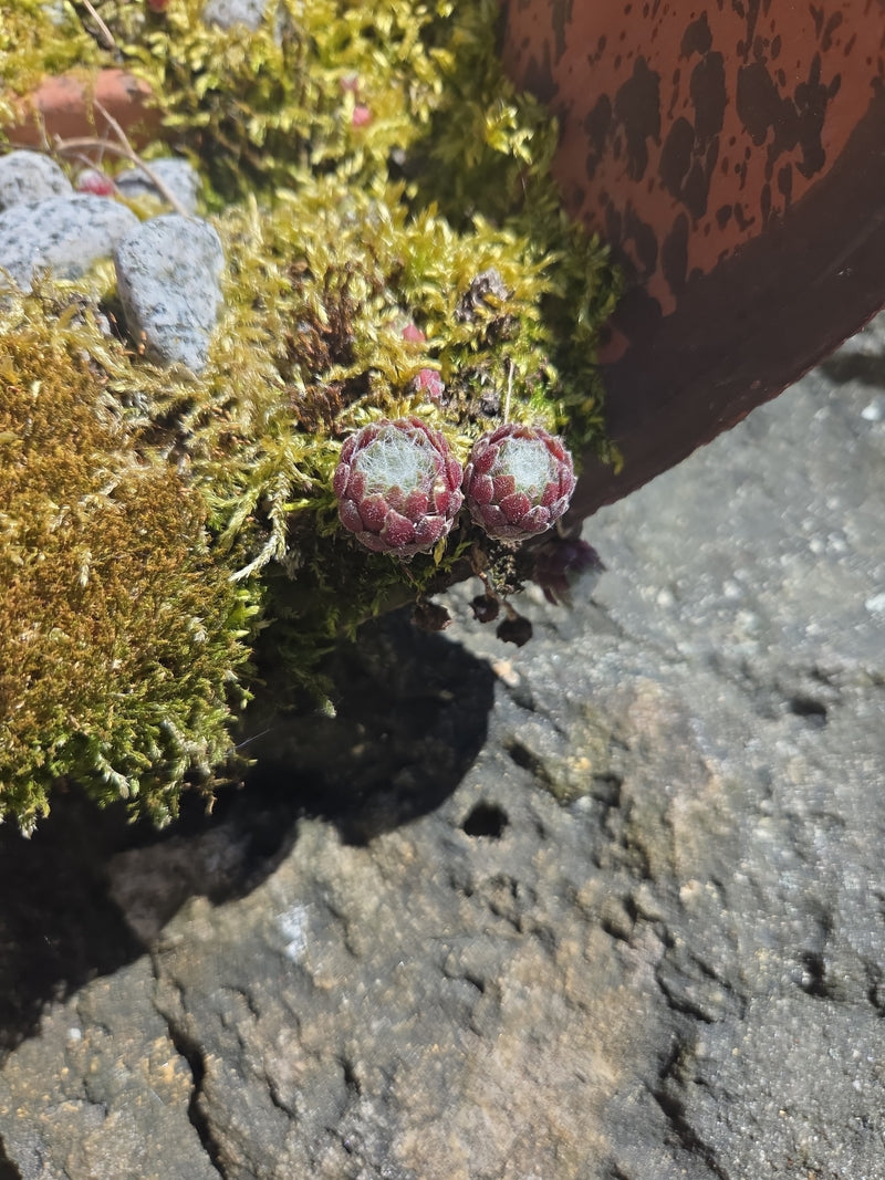 Due piccole rosette di semprevivo ragnateloso crescono in un ambiente muschioso tra le pietre. La caratteristica peluria simile a una ragnatela è chiaramente...