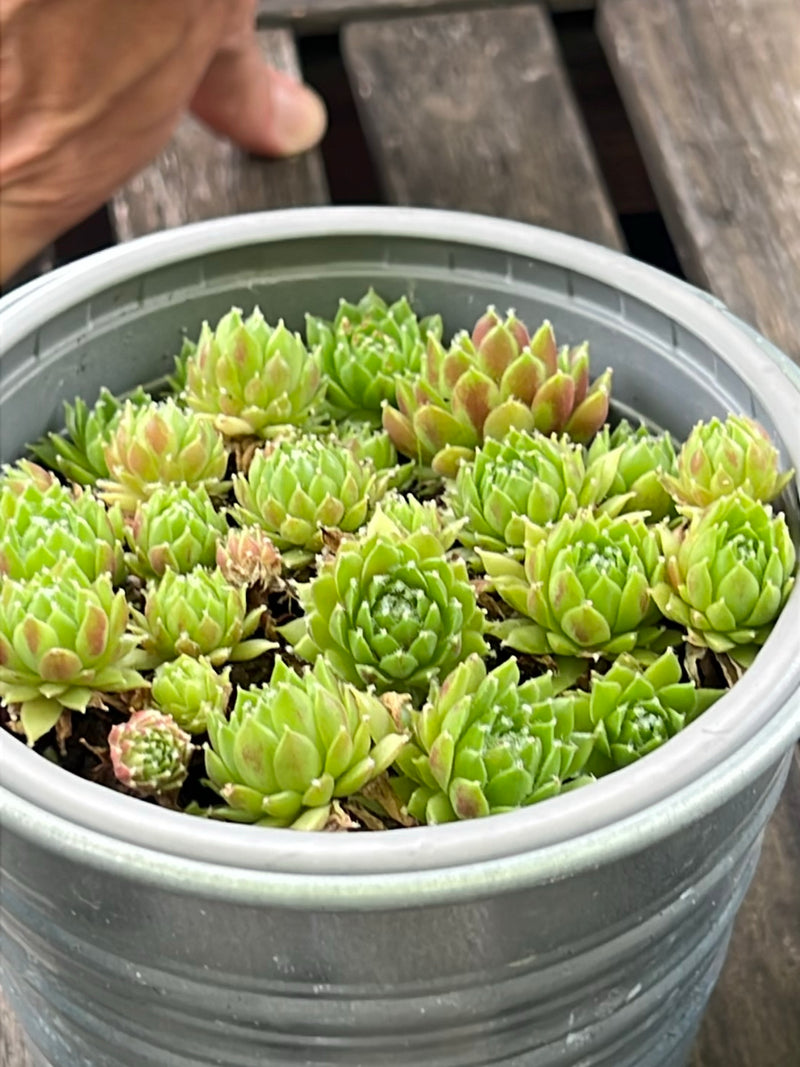 Diverse rosette di semprevivo ragnateloso crescono vicine in un vaso da fiori grigio. Le foglie carnose mostrano sottili peli simili a ragnatele.