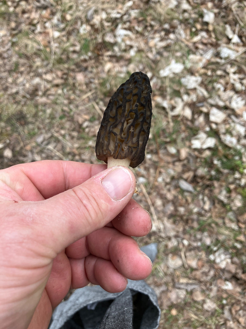 Spugnola appuntita — Bild 2