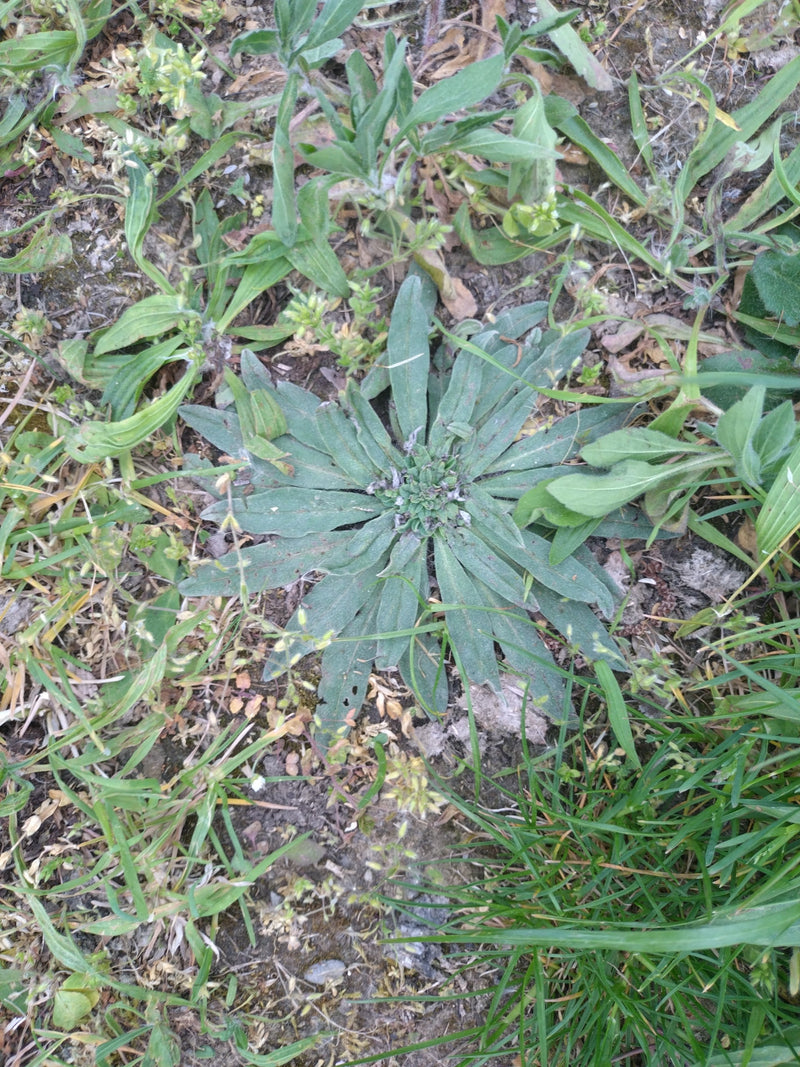Piantaggine piantaggine — Bild 1
