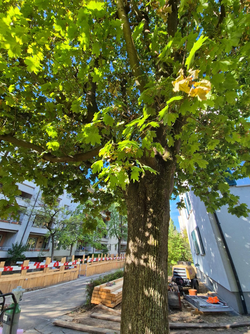 È visibile un acero platano adulto con un tronco robusto e una chioma densa. L'albero si trova in un ambiente urbano vicino a un cantiere.