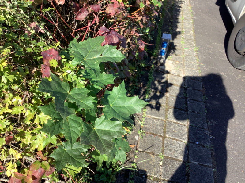 In primo piano crescono le caratteristiche foglie verdi lobate di un acero riccio ai margini di una siepe.