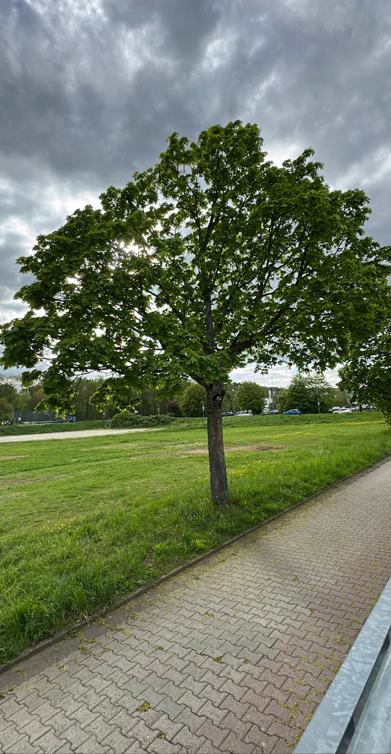 Si vede un acero riccio adulto con una chioma verde e densa su un prato. L'albero si trova accanto a un sentiero lastricato sotto un cielo nuvoloso.