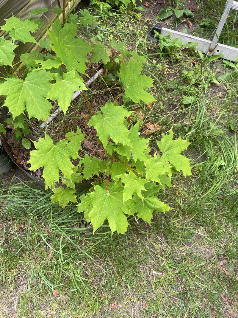 Si vede un piccolo acero riccio con foglie verde chiaro che cresce in un giardino. Lo scatto è ripreso da una prospettiva a volo d'uccello.