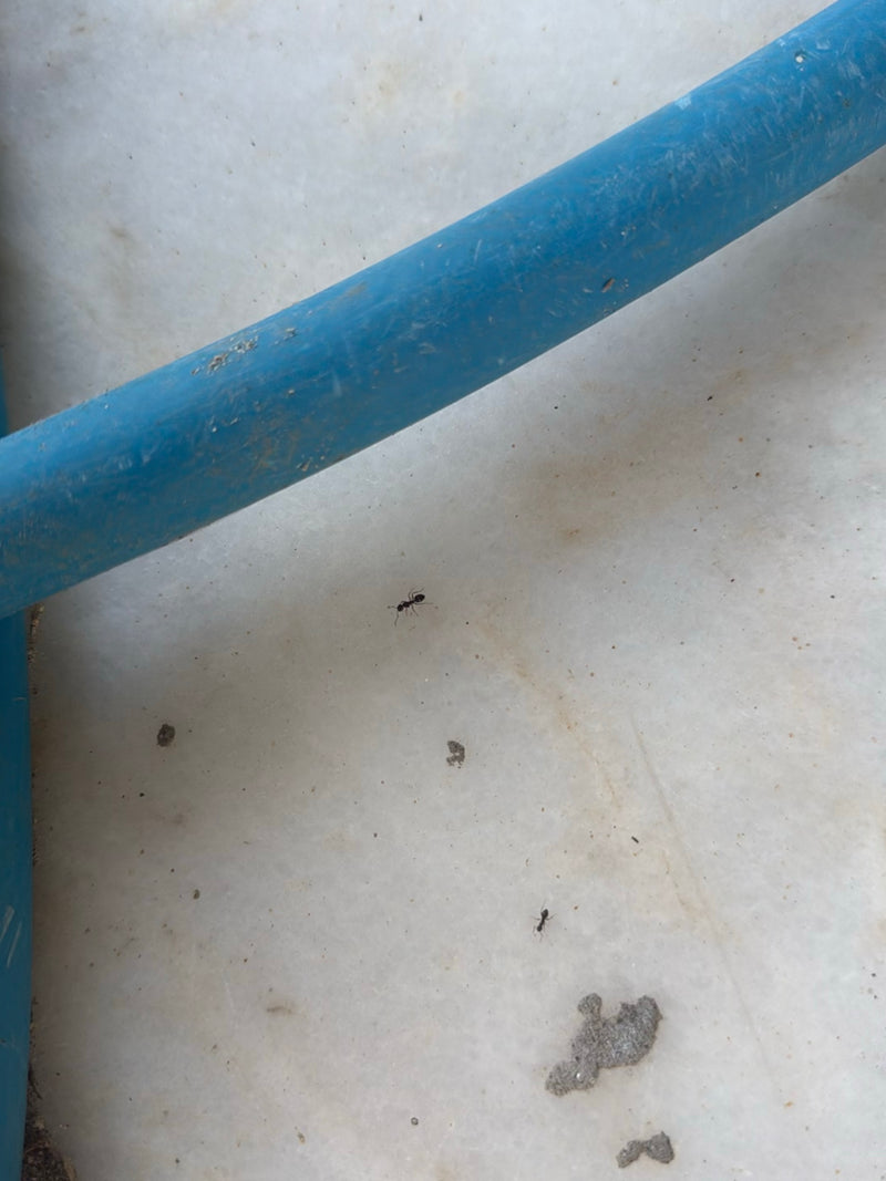 Formica acrobata — foto 3 di 3