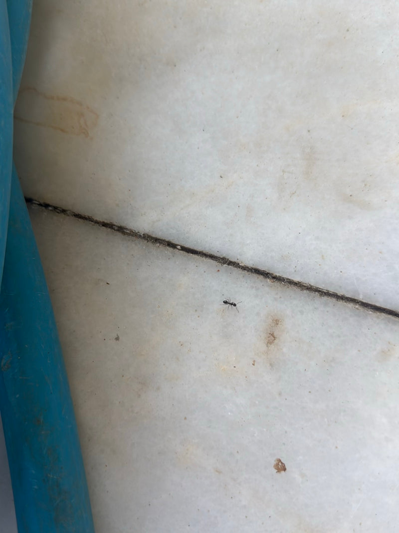 Formica acrobata — foto 2 di 3