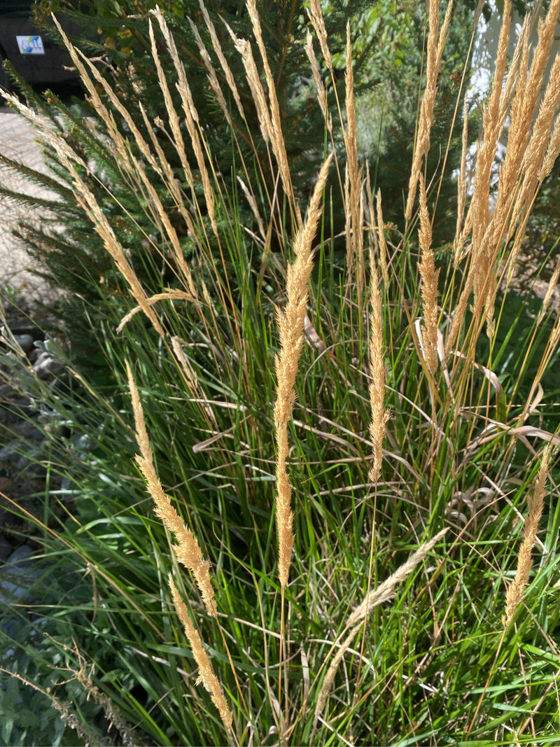 Pannocchie floreali erette e color paglia di Calamagrostis acutiflora emergono da un denso cespo di foglie verdi.