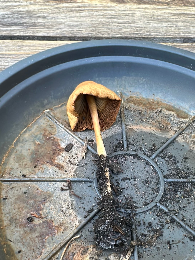 Testa calva conica appuntita — Bild 5