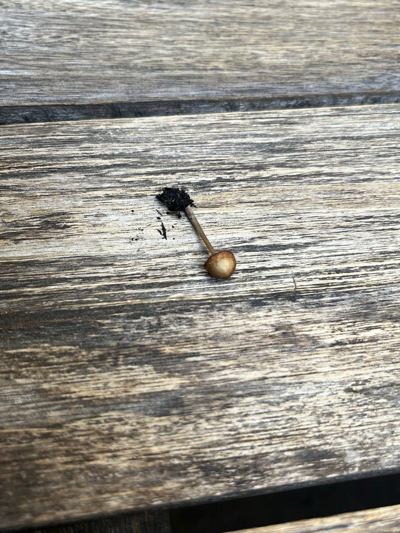 Testa calva conica appuntita — Bild 1
