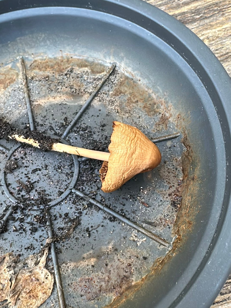 Testa calva conica appuntita — Bild 3