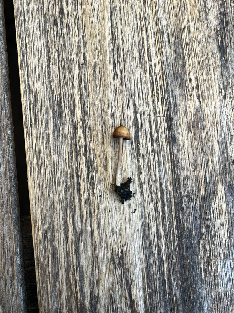 Testa calva conica appuntita — Bild 2