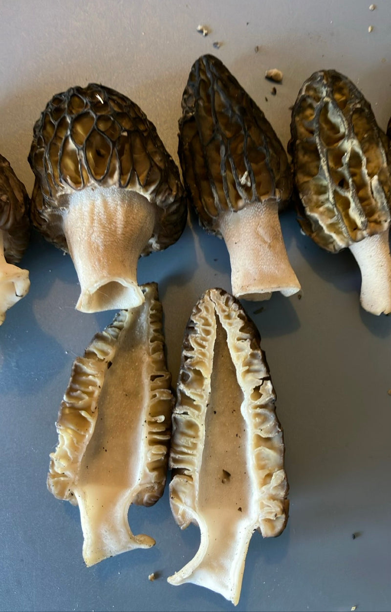 Spugnola appuntita — Bild 1