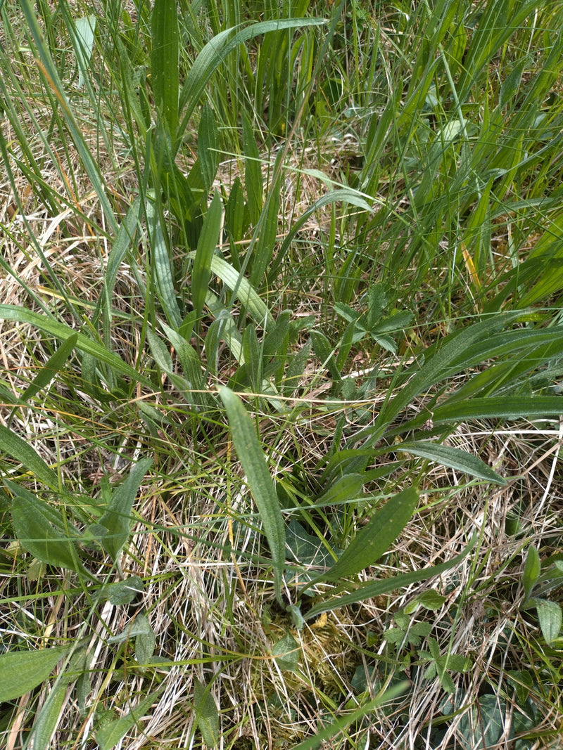 Piantaggine piantaggine — Bild 2