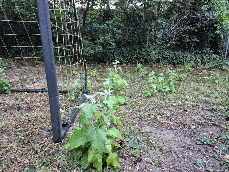 Rapporto di diffusione — foto 2 di 3