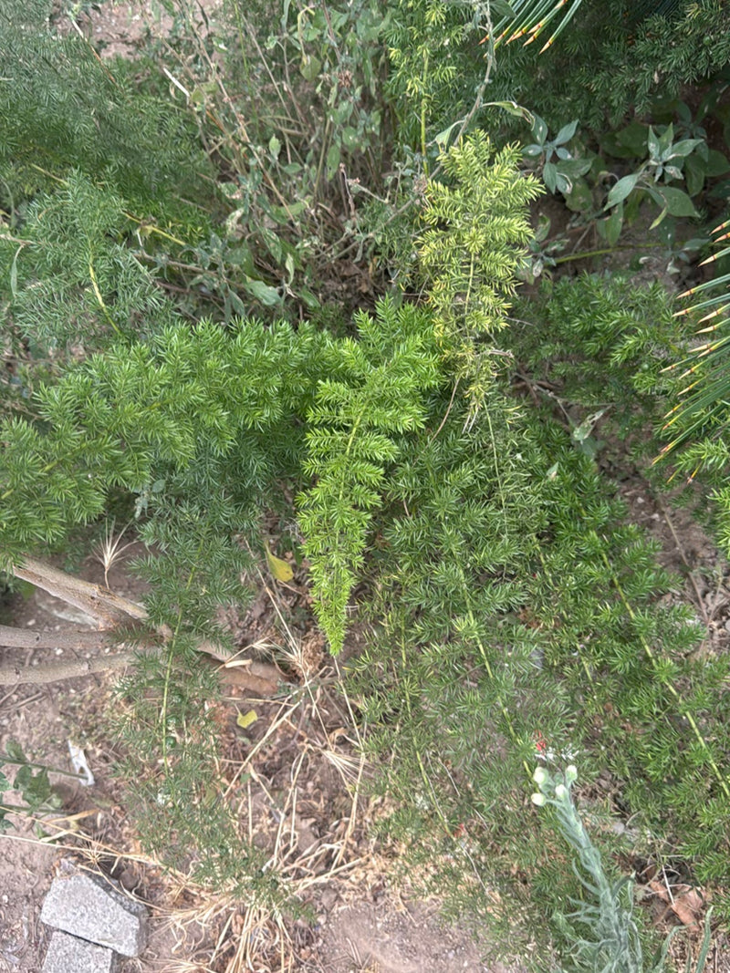 Asparagi Sprenger — Bild 2