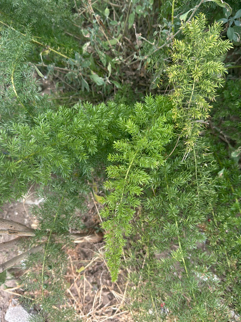 Asparagi Sprenger — Bild 1