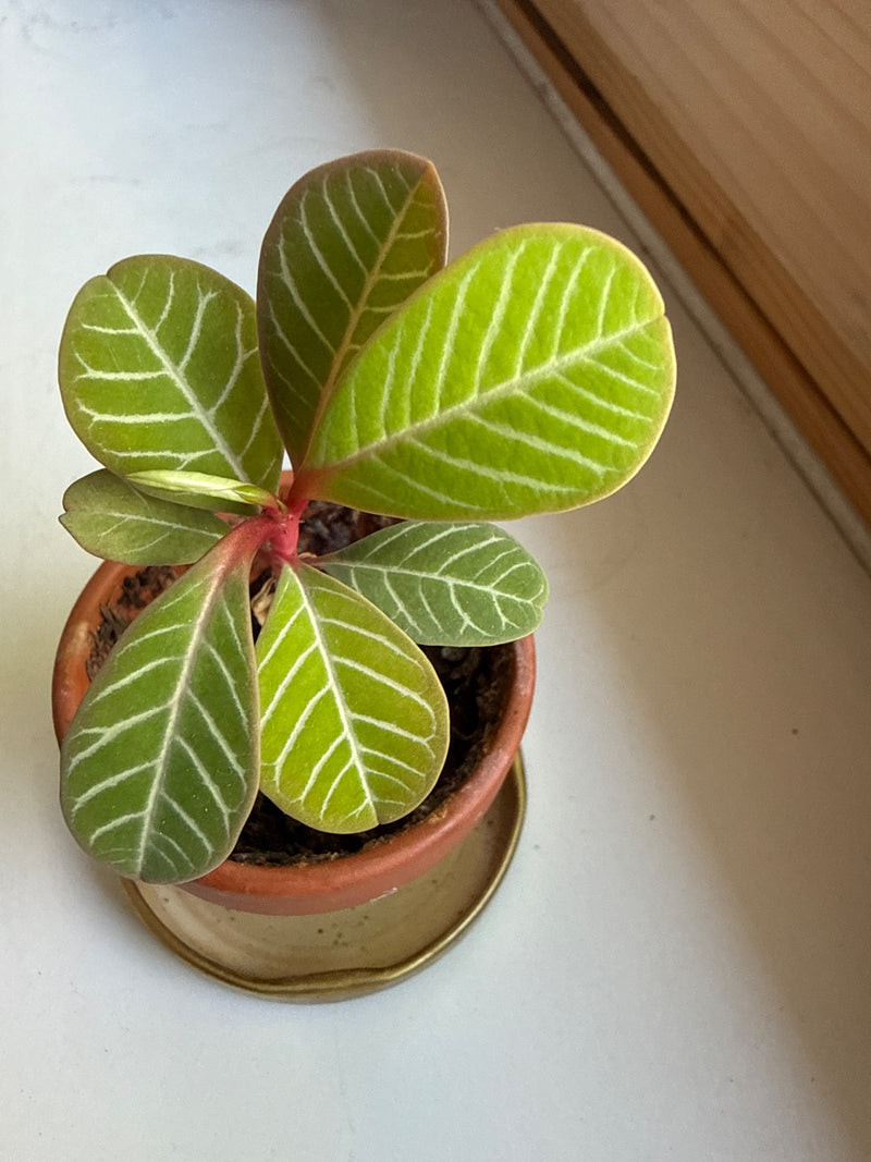 Si vede una giovane pianta di Euphorbia leuconeura in un piccolo vaso di fiori da una prospettiva dall'alto. Le caratteristiche foglie verdi con venature chi...