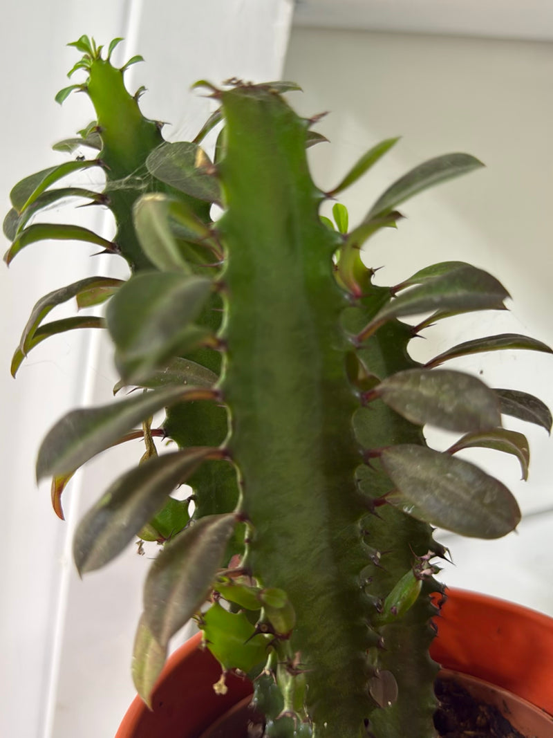 L'immagine mostra il fusto verde e le foglie di un'Euphorbia leuconeura in un vaso da fiori. La pianta è in casa davanti a una parete chiara.