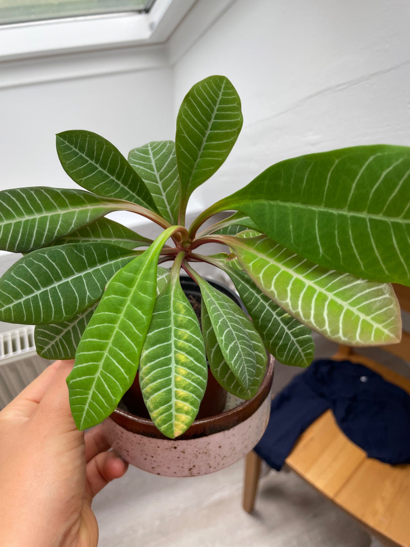 Si vede una giovane pianta di Euphorbia leuconeura con foglie verdi caratteristiche e nervature chiare. La pianta si trova in un vaso all'interno.