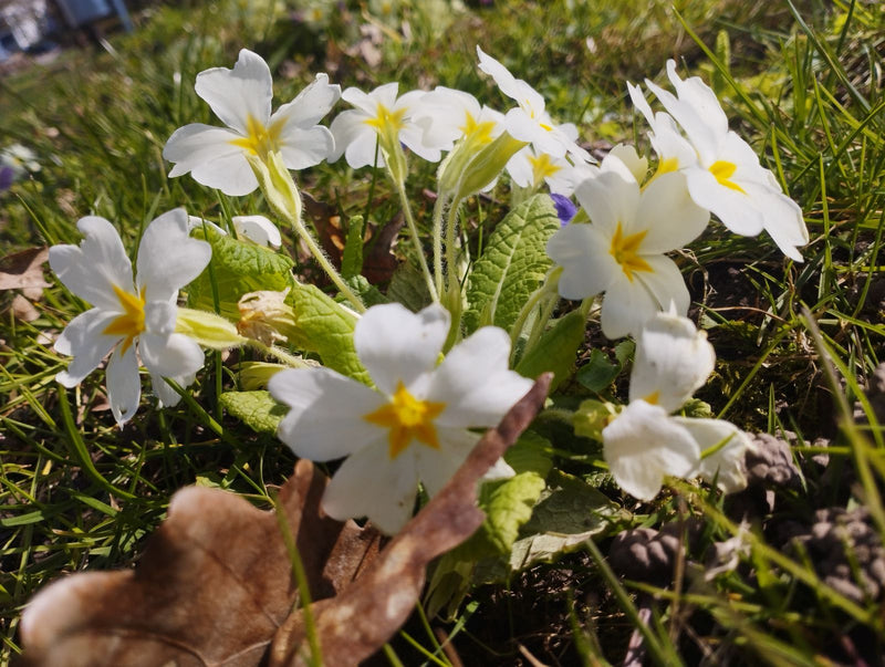 Primula senza stelo — Bild 1