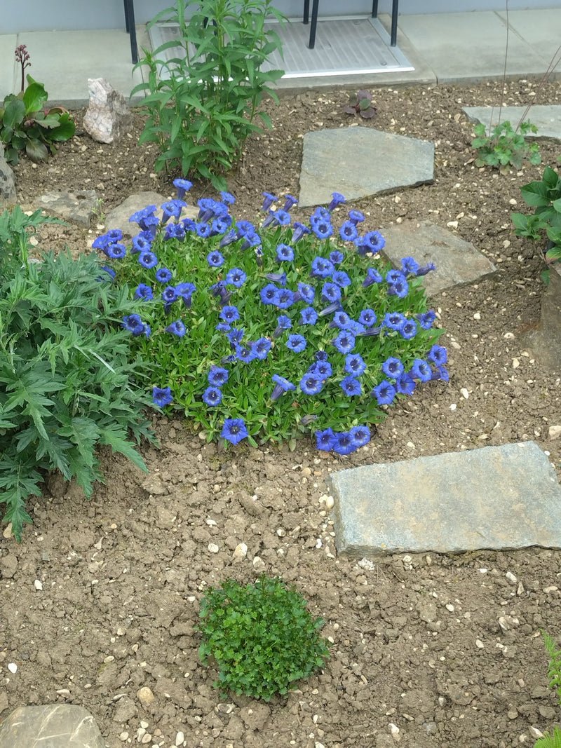 Genziana senza stelo — Bild 1