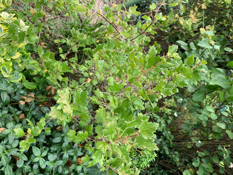 Si vede uno scorcio di un arbusto di spina uva con foglie tipicamente lobate e rami spinosi. La pianta cresce in un giardino.