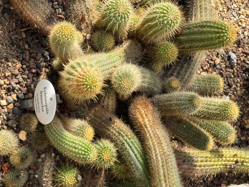 Stachelbeerkaktus — foto 1 di 1