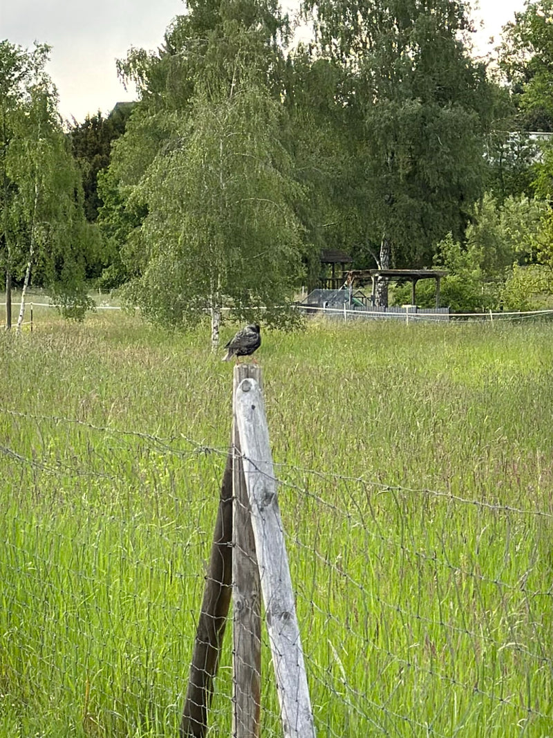 Un storno è appoggiato su un paletto di legno di una staccionata in mezzo a un prato verde. Sfondo con alberi e ambiente rurale.