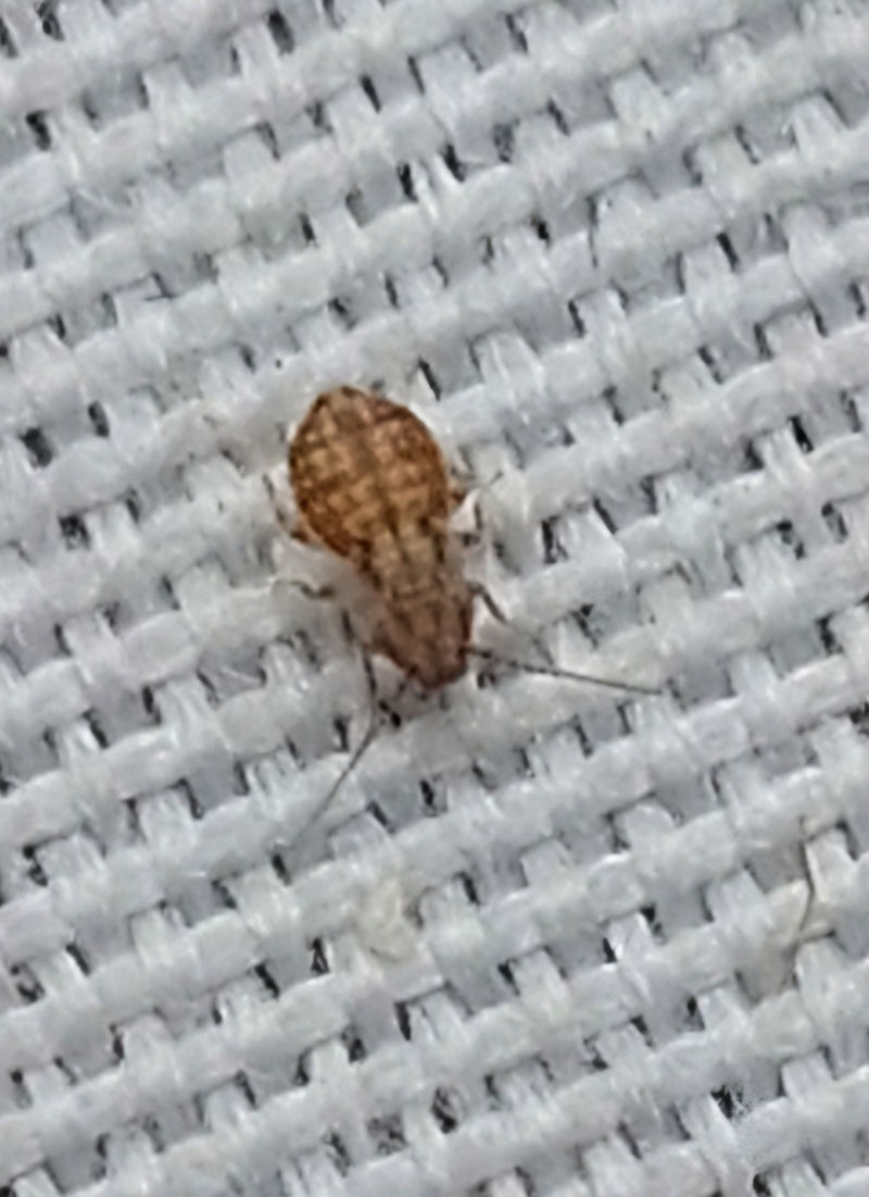 Pidocchio della polvere (genere Lepinotus) — Bild 1