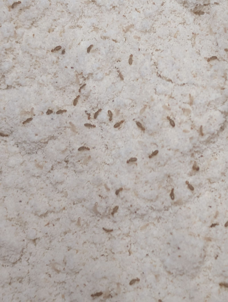 pidocchi della polvere — Bild 2