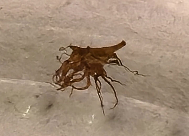 insetto predatore — Bild 2