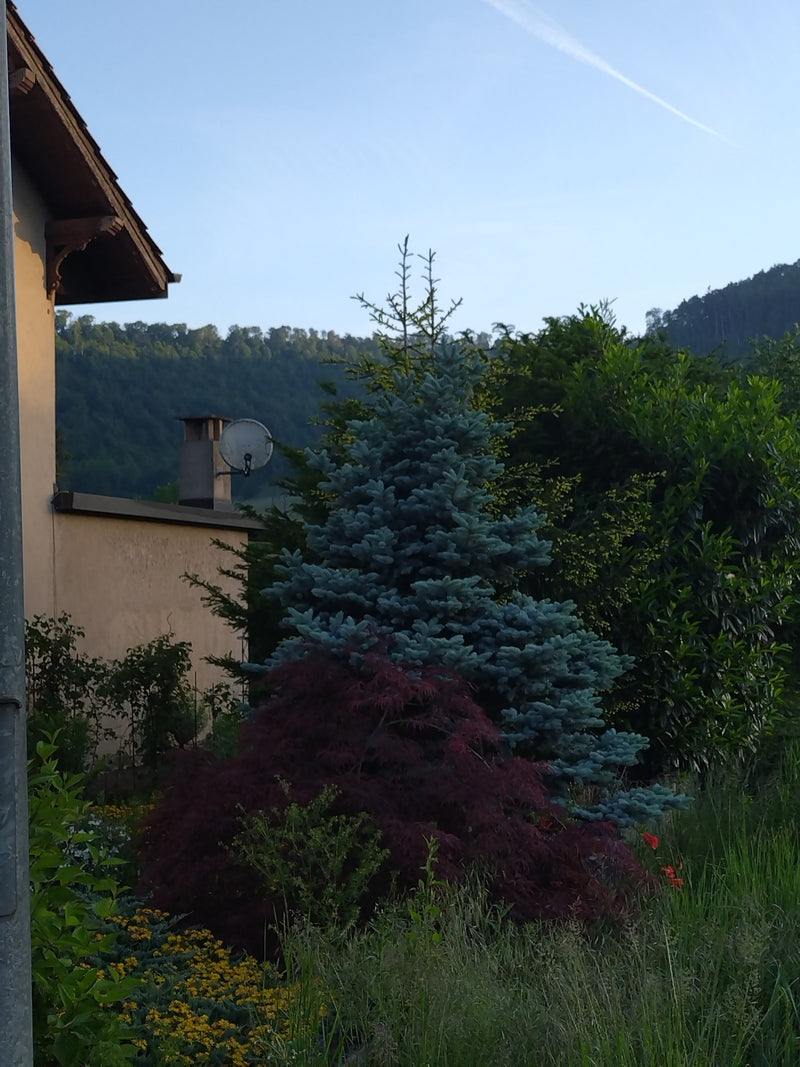 Abete rosso — Bild 1