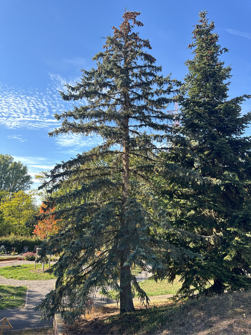 Un alto abete del Colorado con i caratteristici aghi blu-argentei si erge in un parco o cimitero sotto un cielo azzurro.