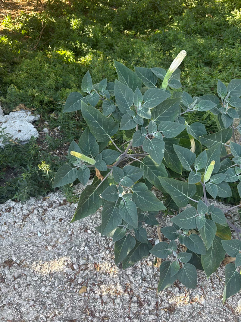 Datura comune — foto 2 di 9