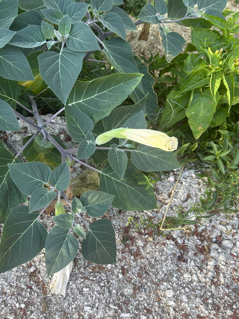 Datura comune — foto 3 di 9