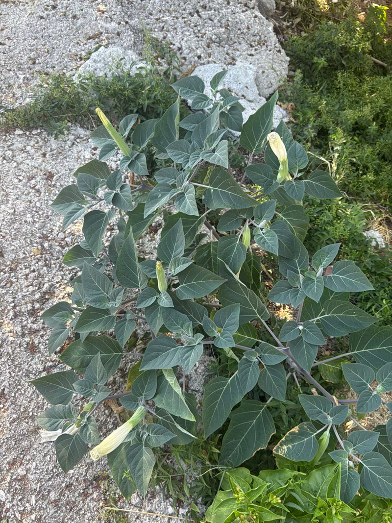 Datura comune — foto 1 di 9