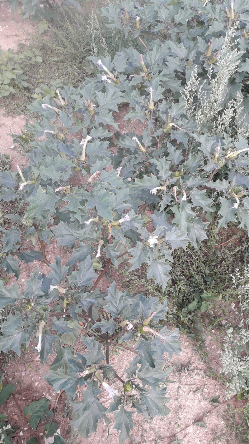 Datura comune — foto 5 di 9