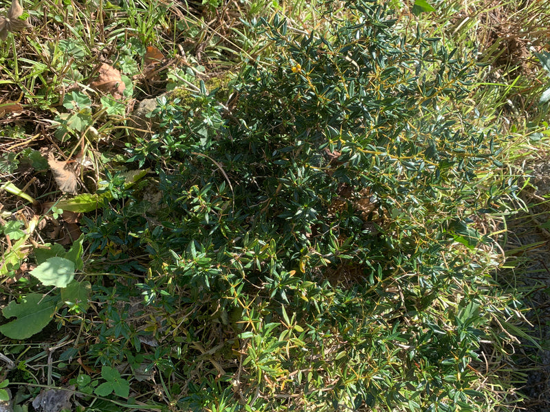 Stechender Mäusedorn — foto 1 di 1